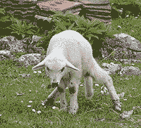 GIF sa 8 boja, učitava se za 3 sekunde.