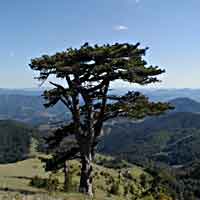 Planina Tara, 200x200px, JPEG, kvalitet 10%, 5K/2sec.