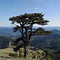 Planina Tara, 200x200px, JPEG, kvalitet 50%, 11K/4sec.